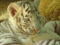 Bébé tigre blanc 7