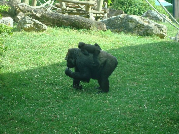 Gorille femelle et son bébé