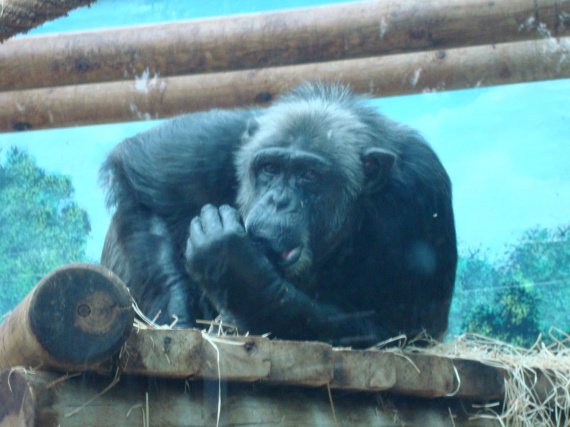Chimpanzé suçant son pouce