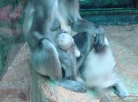 Bébé singe têtant sa mère