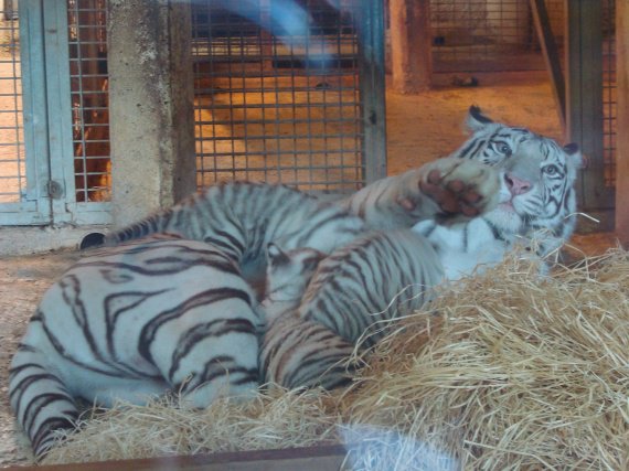 Bébés tigres blancs têtant leur mère