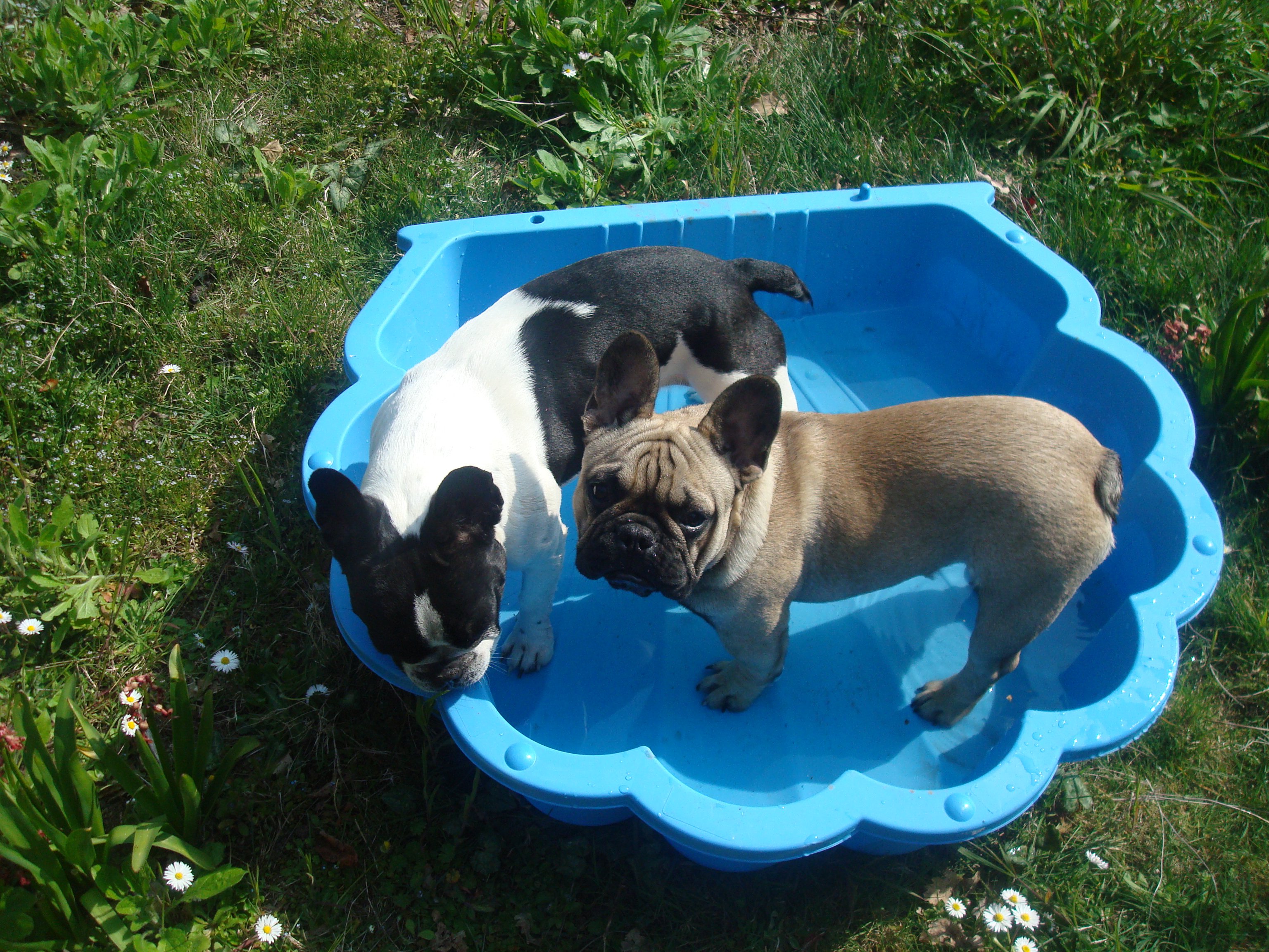 Vos Chiens Et L Eau Chiens Forum Animaux