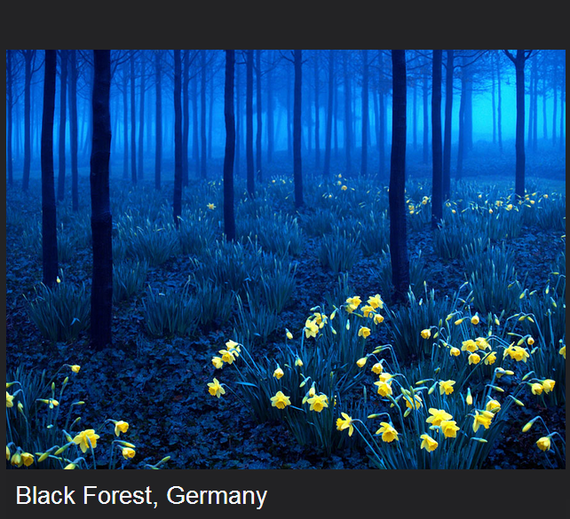 La forêt noire-Allemagne