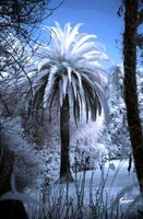 Des palmiers sous la neige !