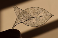 skeletonized-leaf-looks-like-a-fish-*