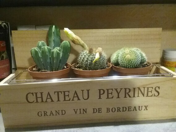Caisse vin à  cactus