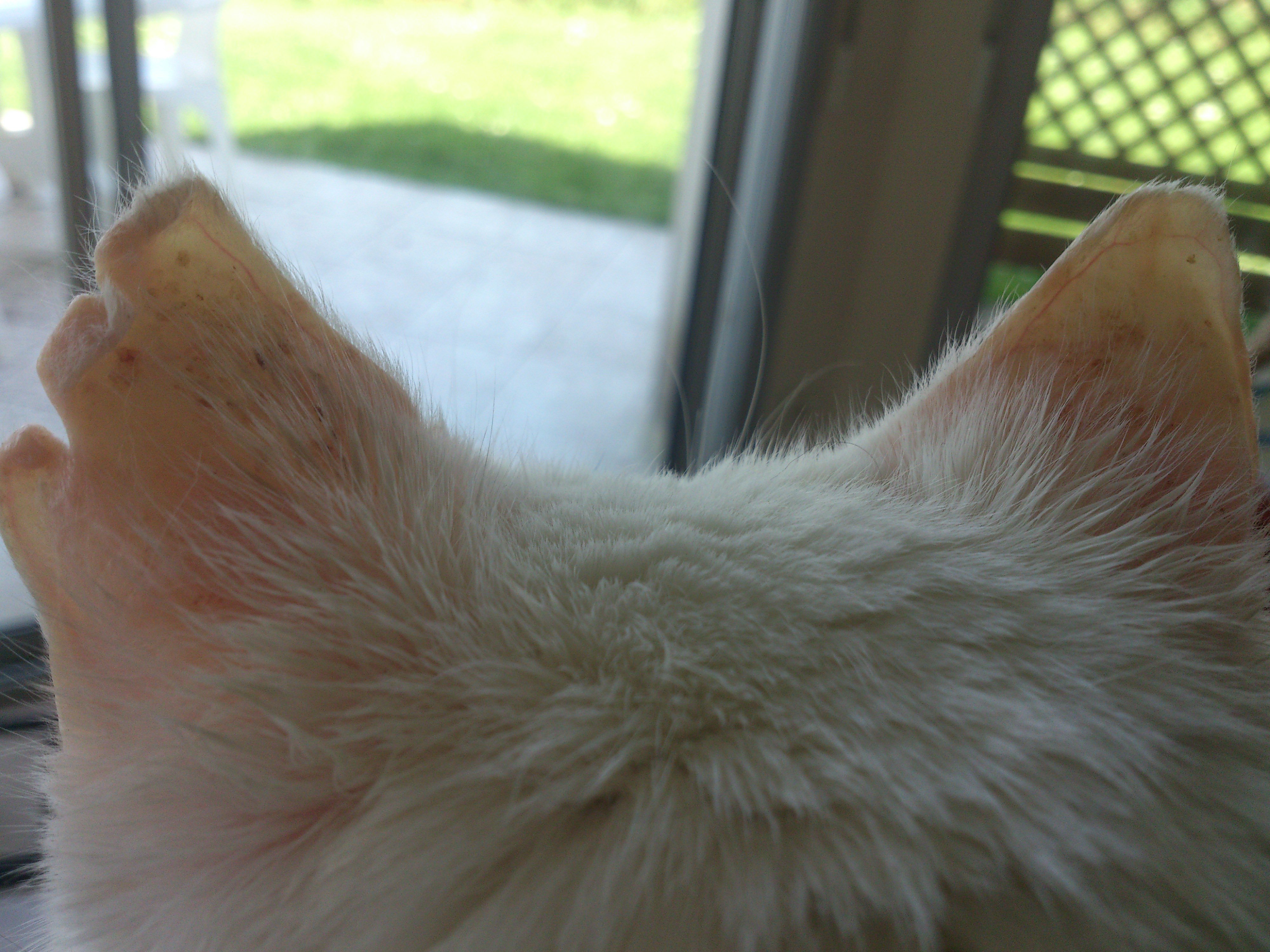 Cancer Des Oreilles Chat Blanc Medecine Veterinaire Forum Animaux Doctissimo Cancer Des Oreilles Chat Blanc Medecine Veterinaire Forum Animaux Doctissimo