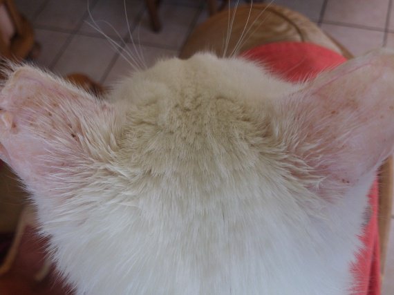 Cancer Des Oreilles Chat Blanc Cancer Des Oreilles Chat Blanc
