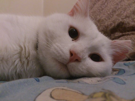 Mon Chat M'attaque Apres Un Calin Help! Chat adopté qui attaque! - Page : 3 - Chats - FORUM Animaux