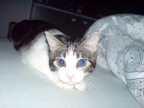 Pupille Bizard Chats Forum Animaux Doctissimo Pupille Bizard Chats Forum Animaux Doctissimo