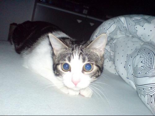 Pupille Bizard Chats Forum Animaux Doctissimo Pupille Bizard Chats Forum Animaux Doctissimo