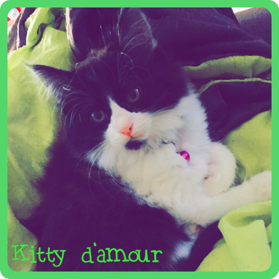Chaton Qui Couine Chaton Qui Couine