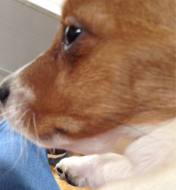 Mon chiot a une Boule sous la machoir Chiens FORUM Animaux Doctissimo