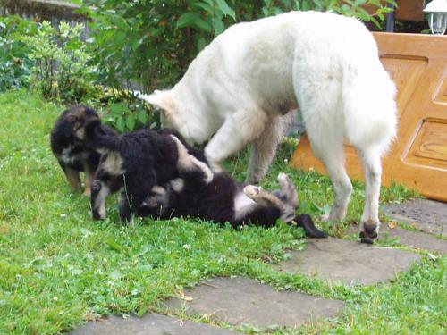 Bouvier Bernois X Berger Blanc Suisse Chiens Forum Animaux