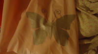DSC02143 cape plastique papillon