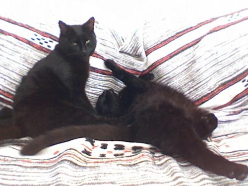 Pourquoi Les Chats Se Roulent Dans La Terre Chats Forum Animaux Doctissimo Pourquoi Les Chats Se Roulent Dans La Terre Chats Forum Animaux Doctissimo