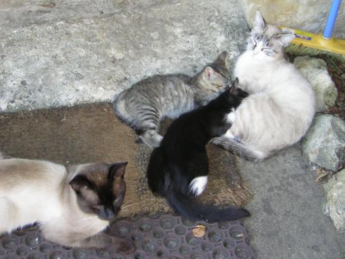 10 Chats En Une Portee Chats Forum Animaux Doctissimo