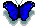 papillon (5)