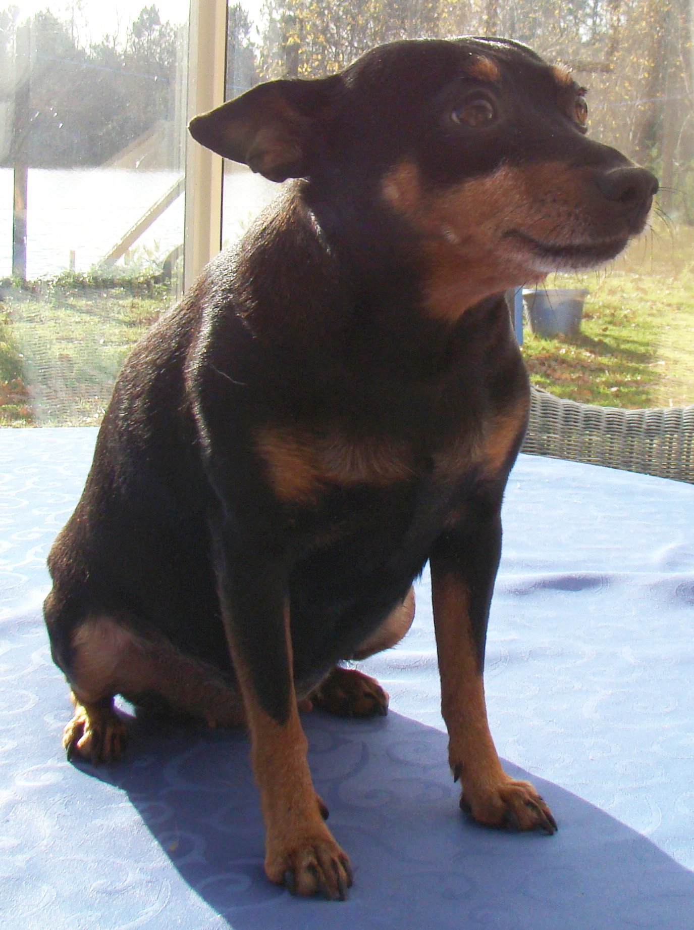 Alimentation Chien Pinscher Nain Chiens Forum Animaux Doctissimo Alimentation Chien Pinscher Nain Chiens Forum Animaux Doctissimo