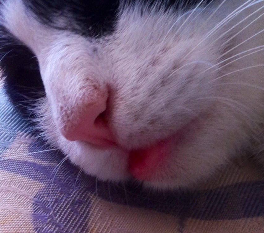 Mon chat a sa lèvre inférieure gonflée... - La santé de votre chat ...