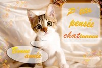 chat-voeux