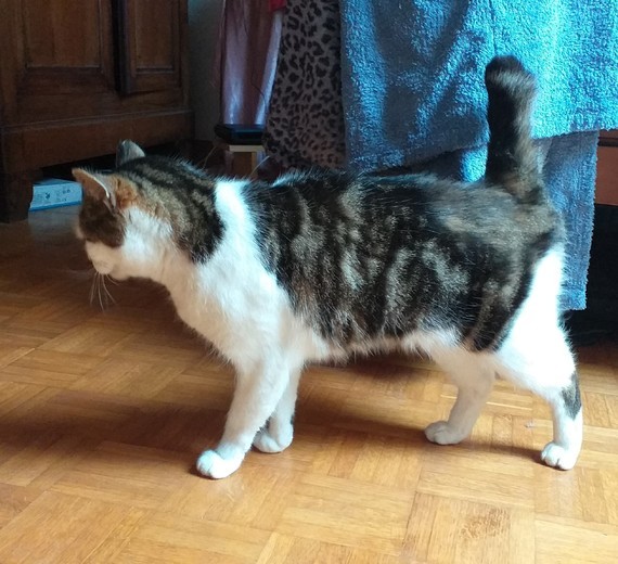 Interrogation Sur La Queue Casse De Mon Chat Depuis Toujours Interrogation Sur La Queue Casse De Mon Chat Depuis Toujours