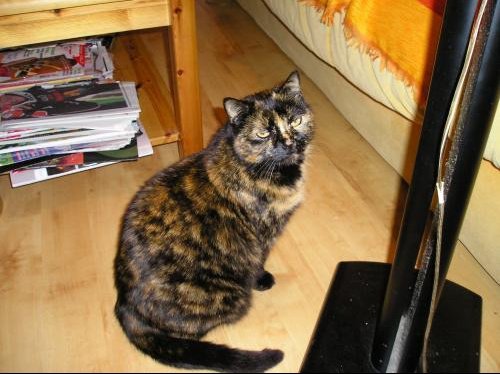 Ecaille De Tortue Sale Caractere Chats Forum Animaux Ecaille De Tortue Sale Caractere Chats Forum Animaux