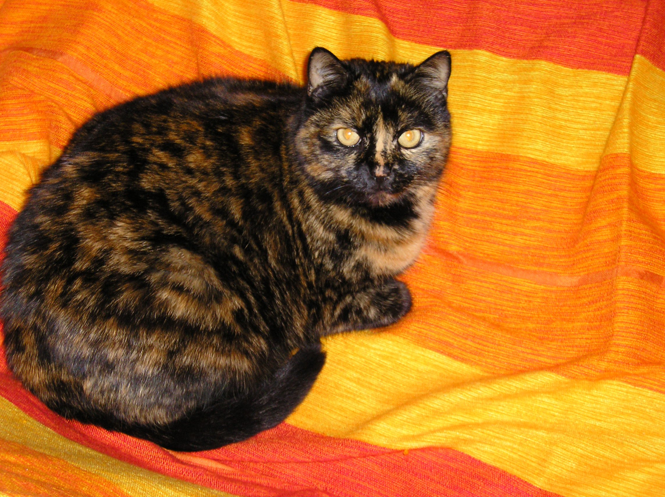 Ecaille De Tortue Sale Caractere Page 2 Chats Forum Animaux Ecaille De Tortue Sale Caractere Page 2 Chats Forum Animaux
