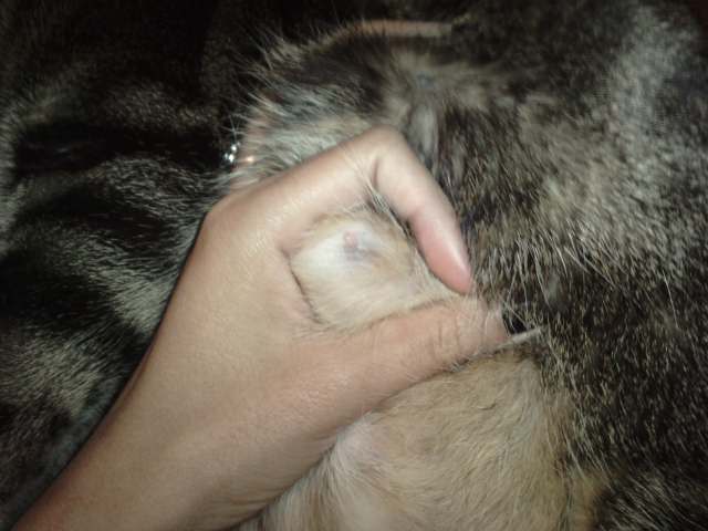 Mon Chat A Une Boule De Plus En Plus Grosse Au Ventre Chats Forum Animaux Doctissimo Mon Chat A Une Boule De Plus En Plus Grosse Au Ventre Chats Forum Animaux Doctissimo