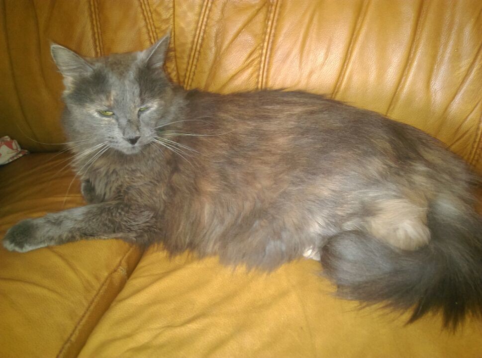 Harmonie Bave Et Secoue La Tete La Sante De Votre Chat Chats Forum Animaux Doctissimo Harmonie Bave Et Secoue La Tete La Sante De Votre Chat Chats Forum Animaux Doctissimo