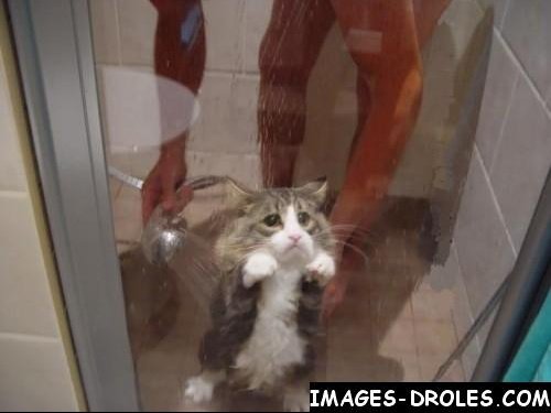 rire-sourire-image-drole-chat-img