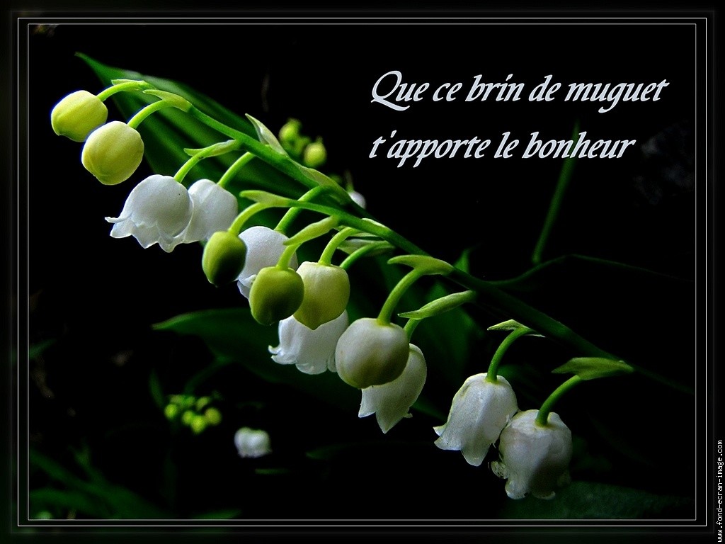 Muguet Porte Bonheur 0600 Public Tintin Et Milou Photos Club Doctissimo Muguet Porte Bonheur 0600 Public Tintin Et Milou Photos Club Doctissimo
