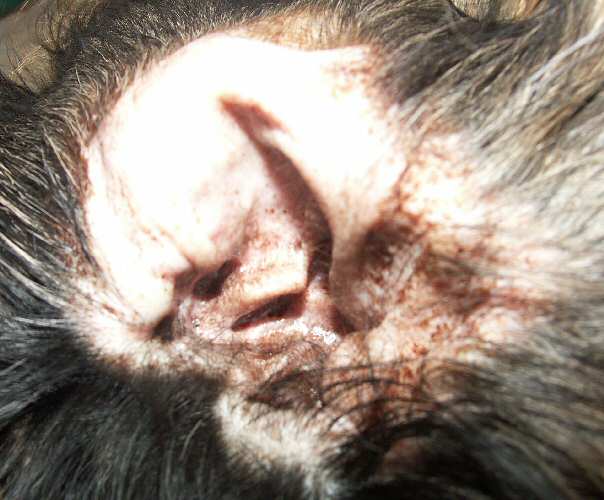Crasse Dans Les Oreilles Chats Forum Animaux Doctissimo Crasse Dans Les Oreilles Chats Forum Animaux Doctissimo