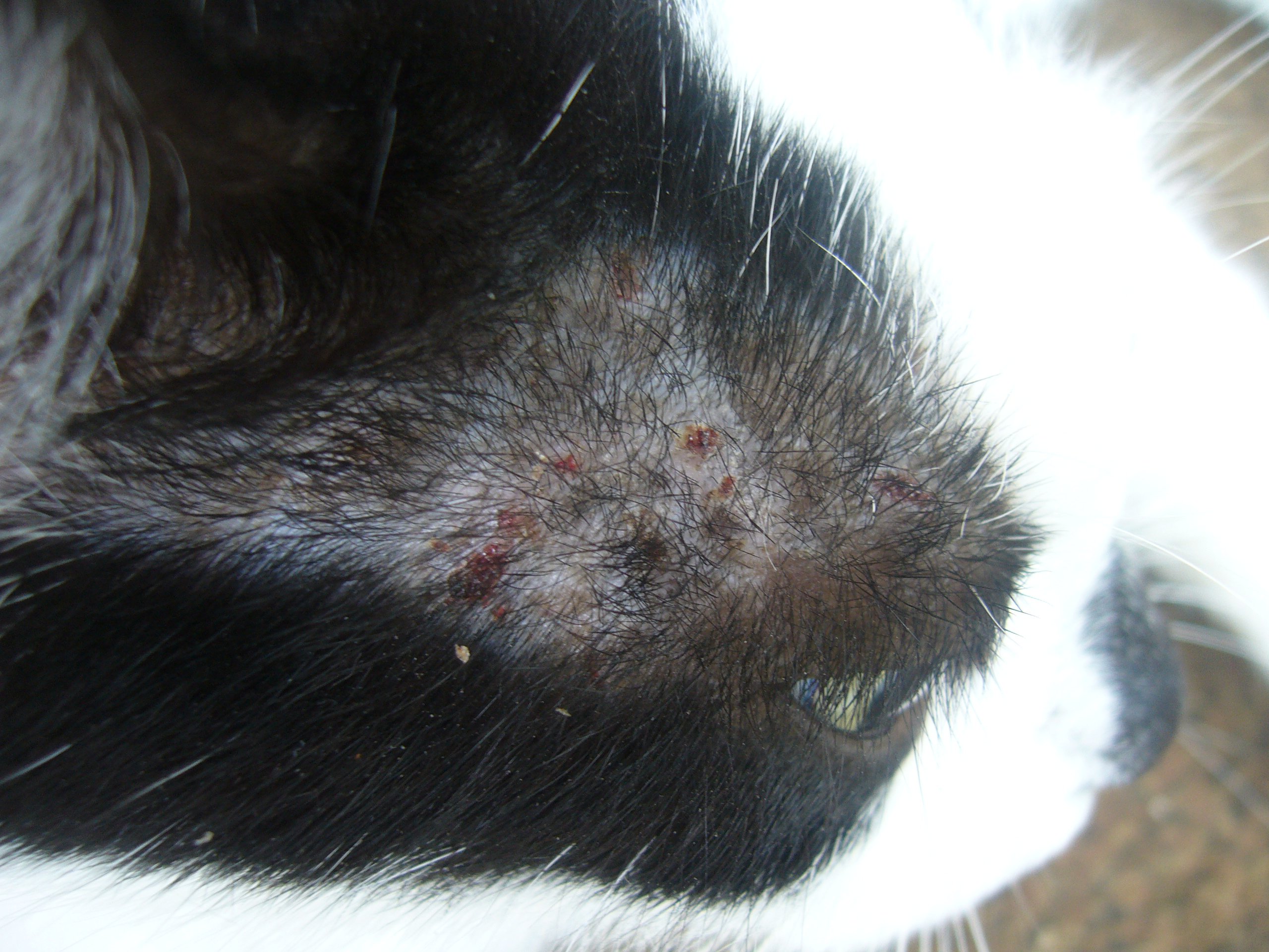 Exema Chats Forum Animaux Doctissimo