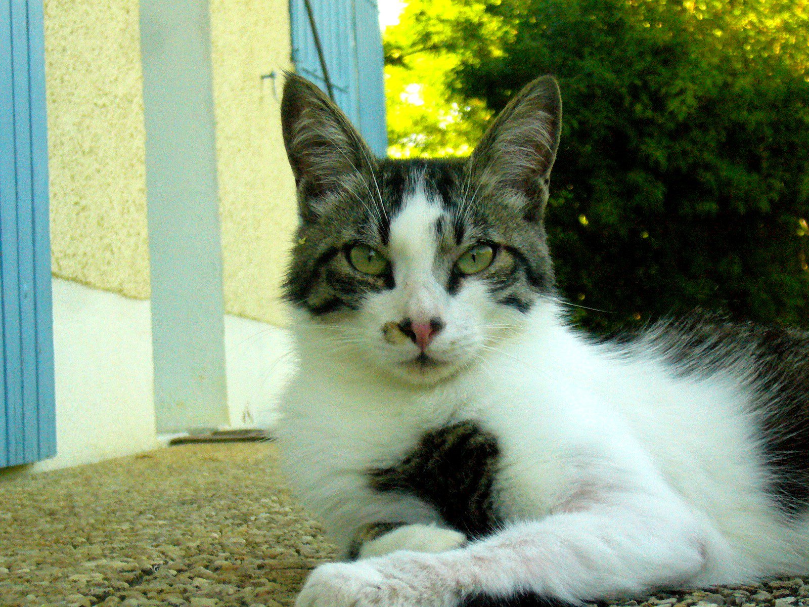Chatte Patte Casse Chats Forum Animaux Doctissimo Chatte Patte Casse Chats Forum Animaux Doctissimo