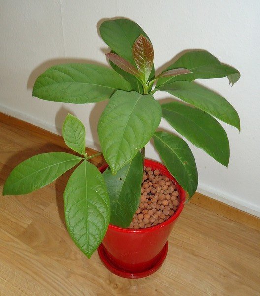 Comment Pincer La Plante D Un Avocatier Petit Avocatier Jardinage Forum Vie Pratique