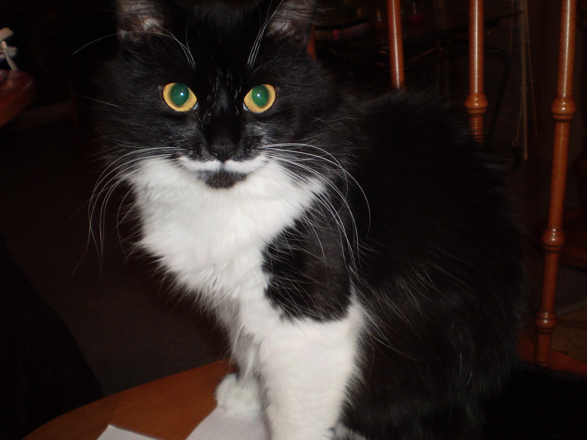 Tuxedo Cats Club Chat Noirs Et Blancs Smoking Chats