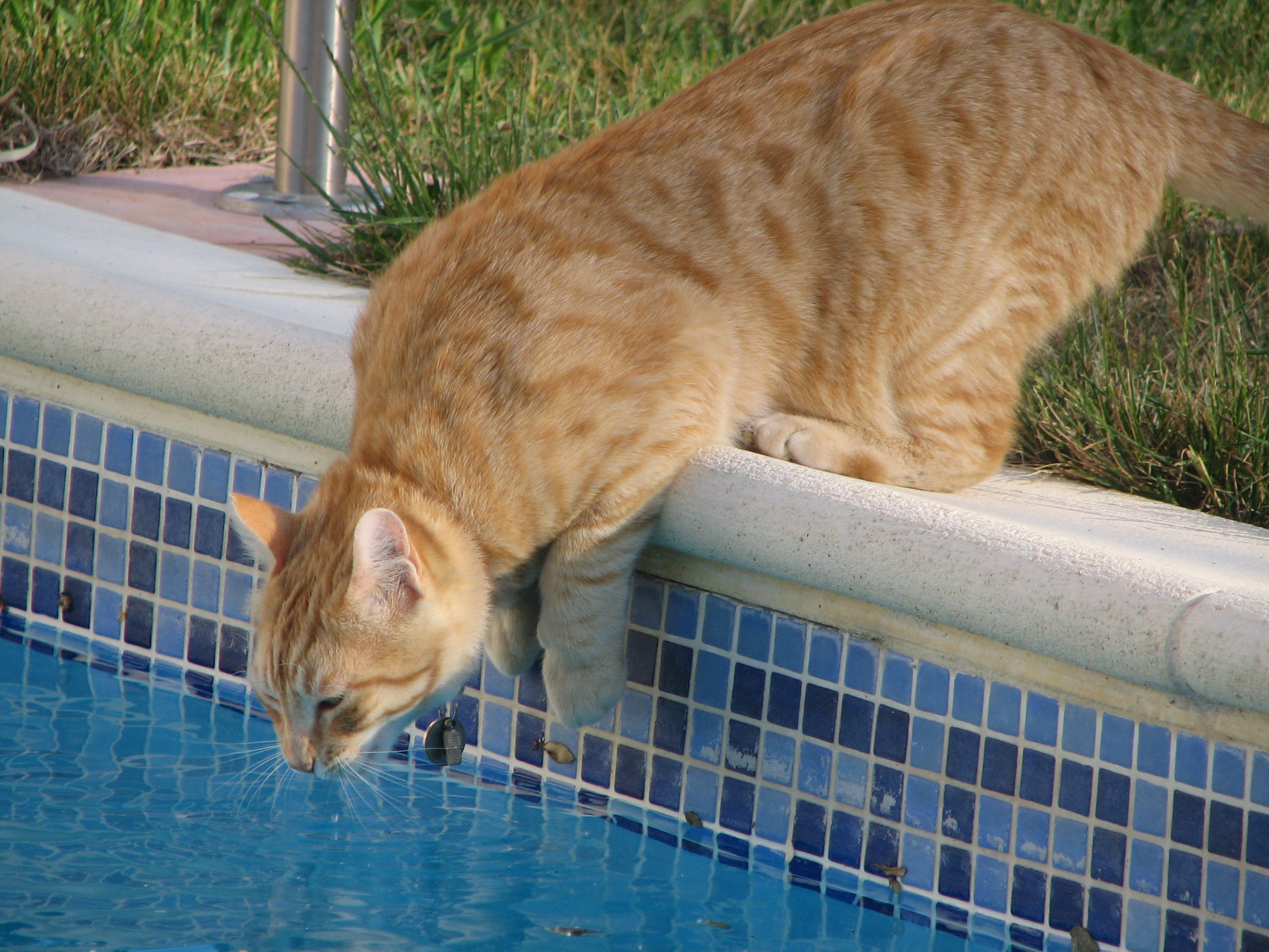 Soucis Chat Et Gamelle D Eau Chats Forum Animaux Doctissimo Soucis Chat Et Gamelle D Eau Chats Forum Animaux Doctissimo