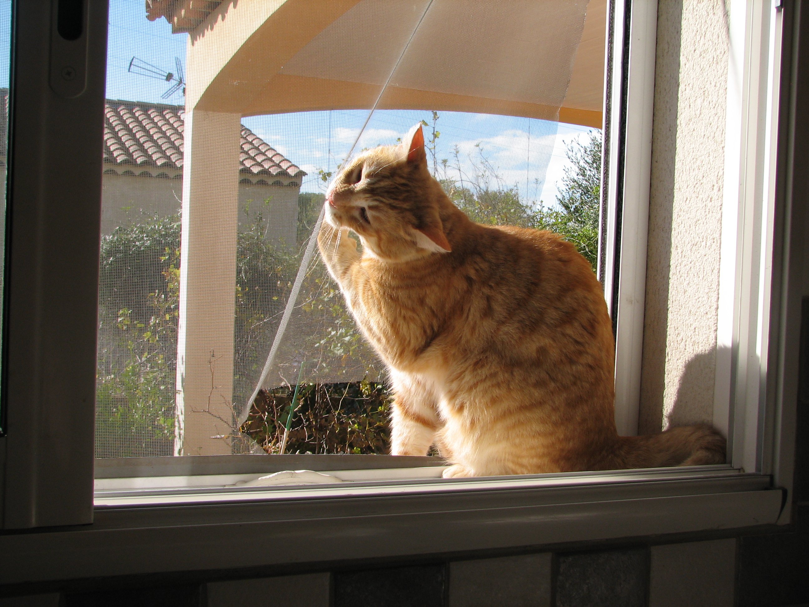 Protection Porte Fenetre Qui Donne Acces Au Balcon Chats Forum Animaux Doctissimo Protection Porte Fenetre Qui Donne Acces Au Balcon Chats Forum Animaux Doctissimo