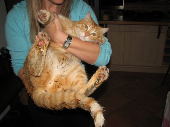 Nettoyer Un Chat Nettoyer Un Chat