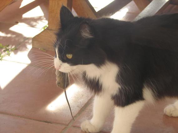 Notre Chat Vomit Le Rein Des Souris Qu Il Mange Chez Nous