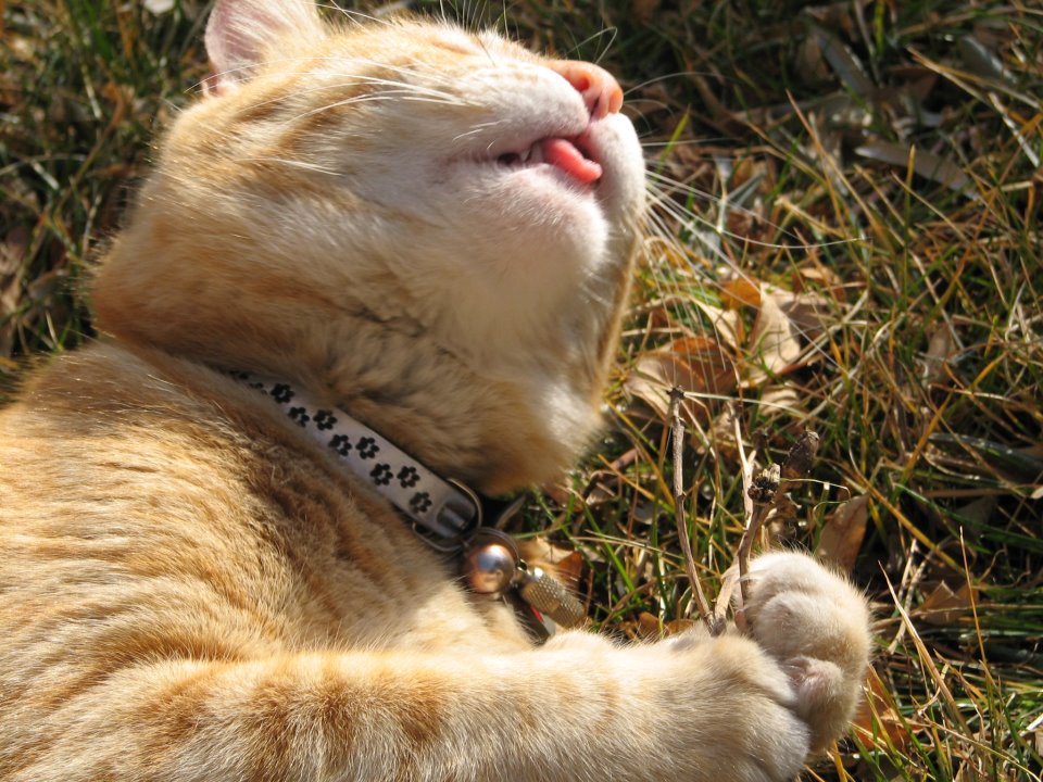 Mon Chat Sais Ouvrir Les Portes Et Vous Chats Forum Animaux Doctissimo Mon Chat Sais Ouvrir Les Portes Et Vous Chats Forum Animaux Doctissimo