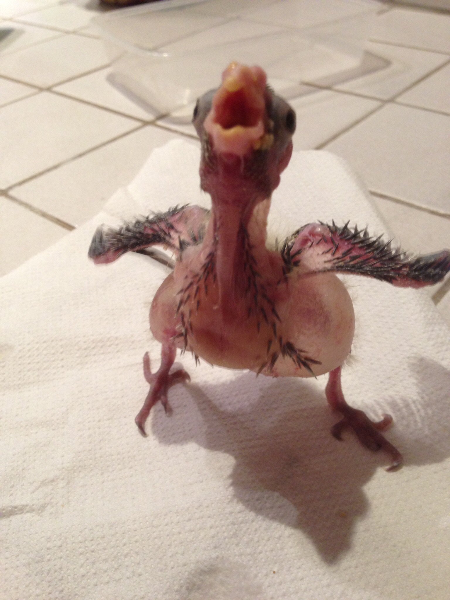 Oisillions Calopsitte A Un Probleme Oiseaux Forum Animaux Doctissimo Oisillions Calopsitte A Un Probleme Oiseaux Forum Animaux Doctissimo