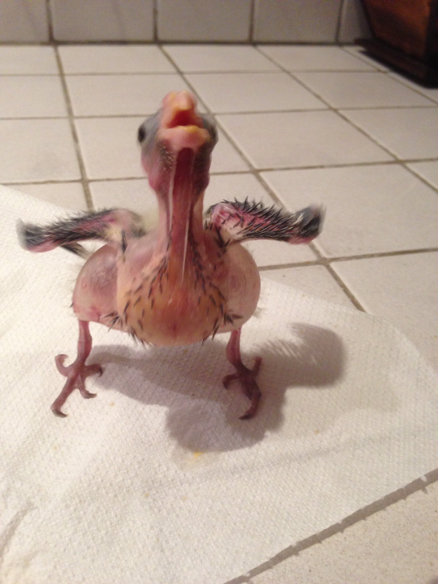 Oisillions Calopsitte A Un Probleme Oiseaux Forum Animaux Doctissimo Oisillions Calopsitte A Un Probleme Oiseaux Forum Animaux Doctissimo