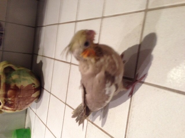 Oisillions Calopsitte A Un Probleme Oiseaux Forum Animaux Doctissimo Oisillions Calopsitte A Un Probleme Oiseaux Forum Animaux Doctissimo