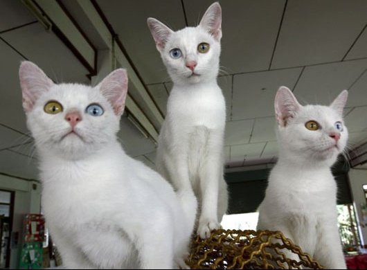 Le Khao Manee Sujet Special Soofy Et Amatrices De Chats Blancs Chats Forum Animaux Doctissimo Le Khao Manee Sujet Special Soofy Et Amatrices De Chats Blancs Chats Forum Animaux Doctissimo