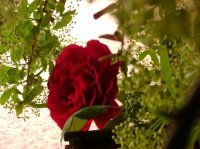 Jardin le nichoir et la rose zabh 08