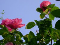 roses du jardin zabh 08