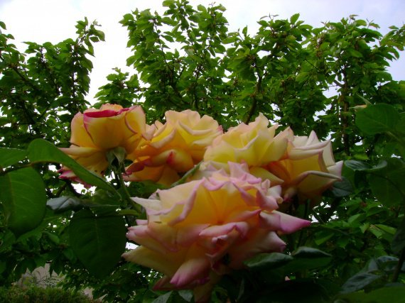 Jardin roses du  jardin zabh 08