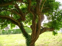 le vieil arbre noueux au jardin zabh 09